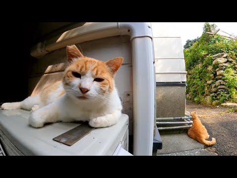【今週のボツ動画】短い野良猫動画まとめて公開-unreleased video of this week-2022/5/4w(YouTube)