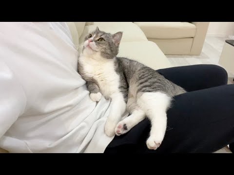 イチャイチャ中にインターホンが鳴ったときの猫の反応がかわいすぎたw(YouTube)