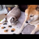 末っ子猫が好き過ぎて一日中後をついてまわる柴犬♥(YouTube)