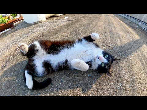 漁港で出会った野良猫、立ち去ろうとすると足元でゴロンと横たわり帰るのを阻止しようとしてカワイイ(YouTube)