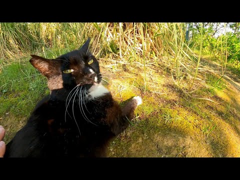 草むらから黒白猫ちゃんがモフられに出てきた(YouTube)