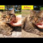 サマーカットされてサッパリした長毛猫ちゃん(YouTube)