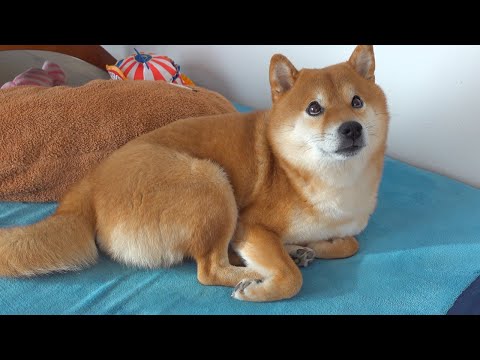先日から続いた不審な現象が明らかになりました。(YouTube)