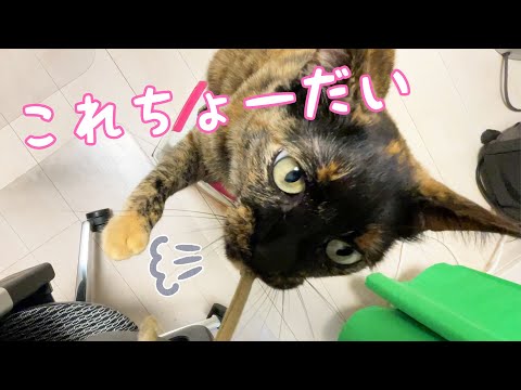動画編集してたら猫たちに攻撃されました…！(YouTube)