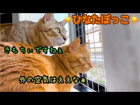 【癒し】天気が良い日のひなたぼっこで猫のまったりタイム♪(YouTube)