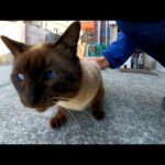 海沿いの道で顔が黒い猫をナデナデしてきた(YouTube)