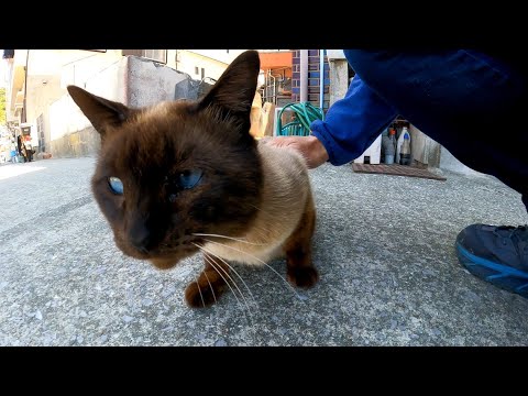 海沿いの道で顔が黒い猫をナデナデしてきた(YouTube)