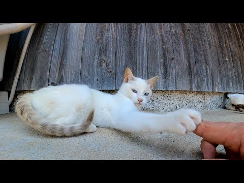 猫島で路地裏を歩くと猫が寄ってきて楽しい(YouTube)
