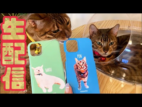 【生配信5/29】5月末の暑い夜は猫でも見て涼みませんか？生配信(YouTube)