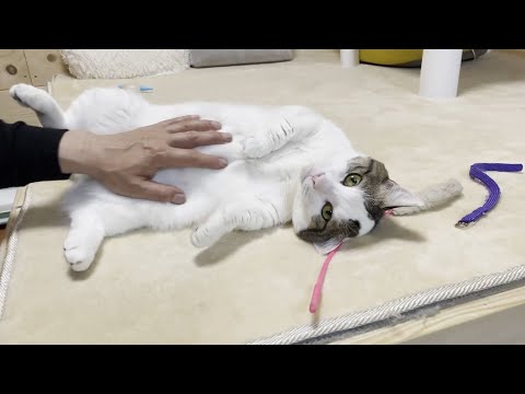 狭い場所だと撫でられにくいことを分かっている賢い猫(YouTube)