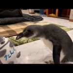 ペンギンに自分のぬいぐるみができた事を報告したらガチギレした(YouTube)