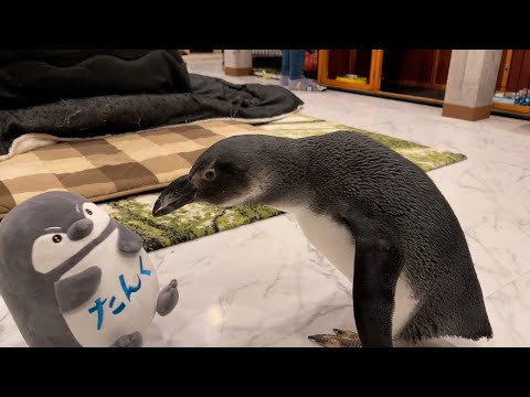 ペンギンに自分のぬいぐるみができた事を報告したらガチギレした(YouTube)