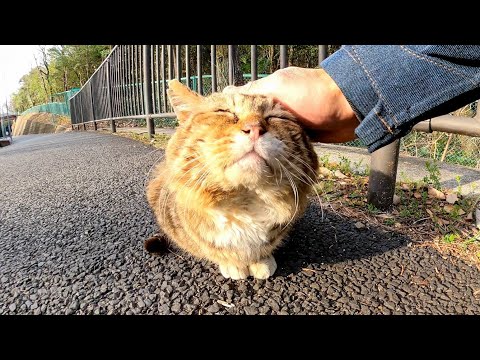 歩道に顔が横に長い猫がいたのでナデナデしてきた(YouTube)