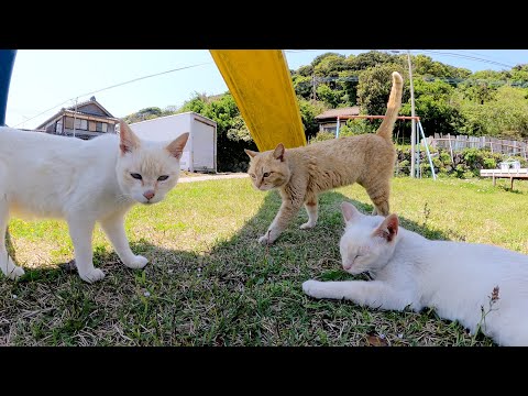 人見知りな猫達が「コイツ怪しくね？」と相談して逃げて行った(YouTube)