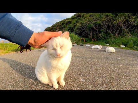 【今週のボツ動画】短い野良猫動画まとめて公開-unreleased video of this week-2022/5/2w(YouTube)