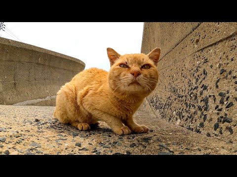 海辺に降りていくと野良猫が恐る恐る寄ってきた(YouTube)