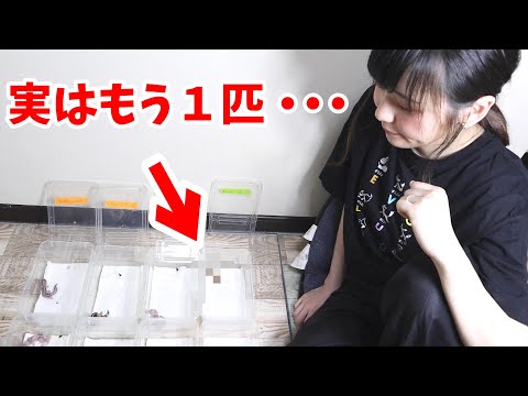 本当は8匹のニシアフをお迎えしていました(YouTube)