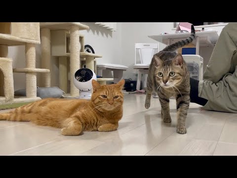 寝る前のストレッチに一緒に参加する猫がかわいい！(YouTube)