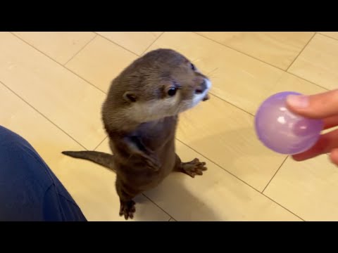 カワウソは二足歩行でどこまで歩けるのか？？ How far can an otter walk on two legs?(YouTube)