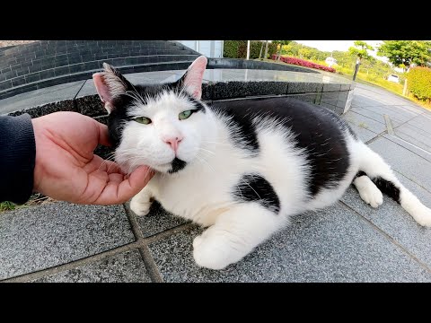 イケメンでワイルドな牛猫ちゃんが初めてモフらせてくれた(YouTube)