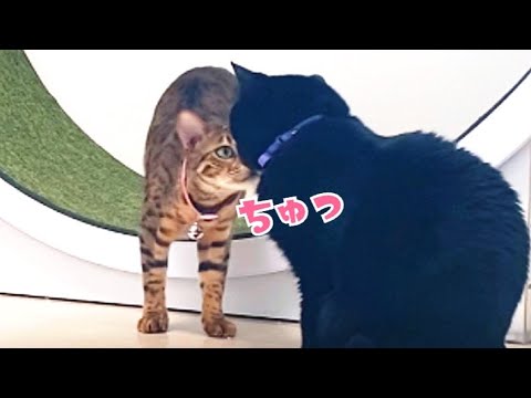 朝の猫部屋を隠し録りしてみたら『可愛い』の大渋滞でした(YouTube)