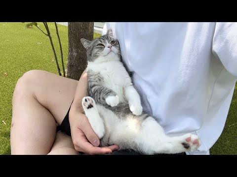 せっかくお散歩しに来たのにずっとお昼寝してる猫がかわいすぎたw(YouTube)
