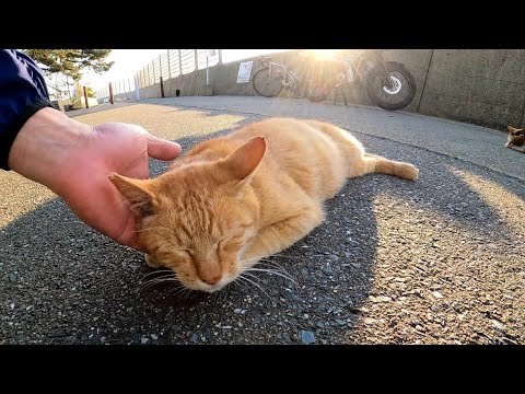 野良猫を撫でるとゴロゴロ言ってカワイイ(YouTube)