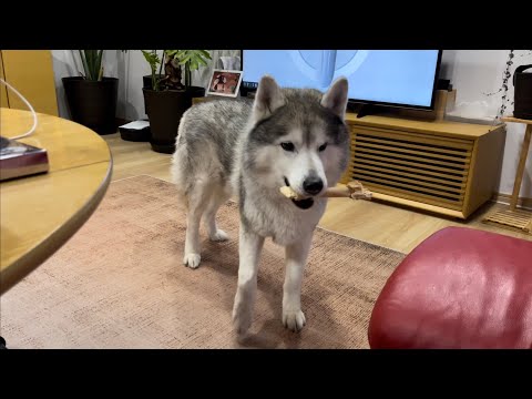もはや言葉は必要ない文ちゃん(YouTube)