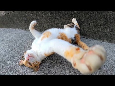 倉庫の裏にいた三毛猫を撫でるとゴロンゴロン転がってカワイイ(YouTube)