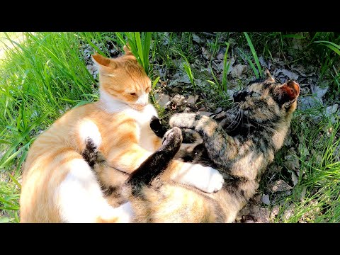 茶シロ猫がサビ猫にプロレスごっこを仕掛けて本気で怒られてしまう(YouTube)