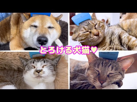 柴犬と猫が頭カキカキで溶けちゃいました♥(YouTube)