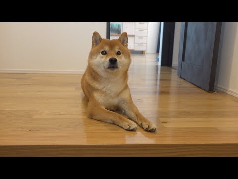飼い主を待ち続ける、一歩も動かない忠犬な柴犬。(YouTube)