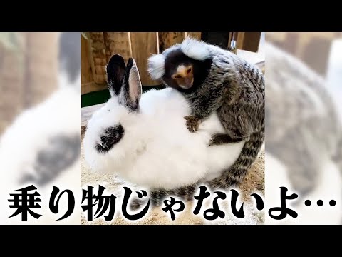 飼育員のスマホ抜き打ち調査したら動物の激レアショットあった！(YouTube)