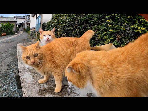 猫島の港近くの石のベンチに座ると茶トラ猫軍団が詰め寄ってきた(YouTube)