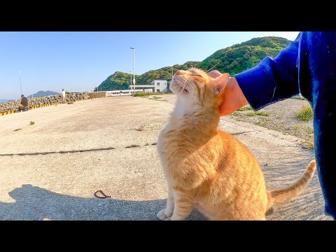 岸壁で釣り人の後ろで待機中の野良猫を撫でると喜んで擦り寄ってきた(YouTube)