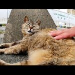 ブロックに挟まれそうな場所でくつろぐムギワラ猫(YouTube)