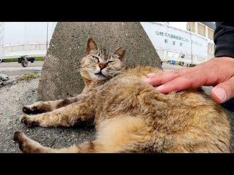 ブロックに挟まれそうな場所でくつろぐムギワラ猫(YouTube)