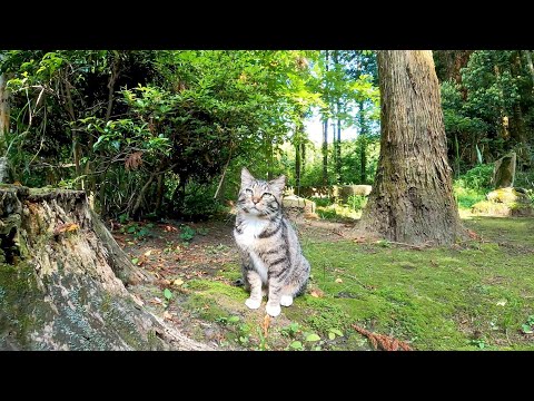 神社の階段にいた野良猫ちゃん、参拝するのかと思ったら後からきた猫とプロレスごっこ開始した(YouTube)