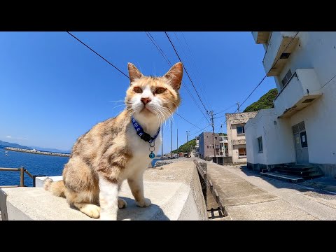 防波堤でノンビリ休む猫島の猫をナデナデしてきた(YouTube)