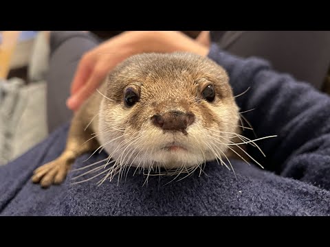 カワウソとかくれんぼしようとしたらまさかの結果に笑ってしまった I tried to play hide-and-seek with an otter.(YouTube)