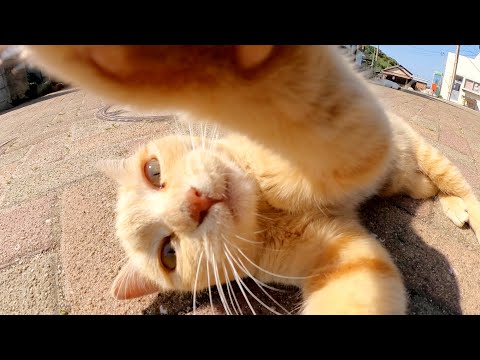 無邪気な茶トラ猫がカメラを捕まえてかぶりつく(YouTube)