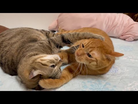 舐めたい猫と吸いたい猫の戦い。(YouTube)