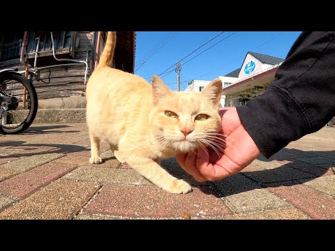 人間にたくさん甘えて仲間が待つお家へ帰る茶トラ猫(YouTube)