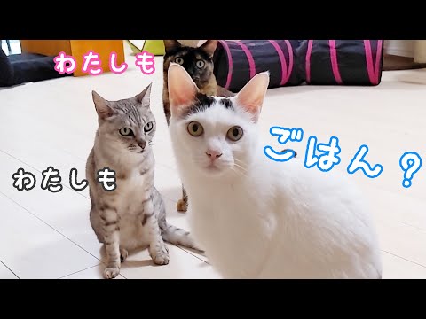 ご飯食べた直後でも娘にご飯を求める猫たち(YouTube)