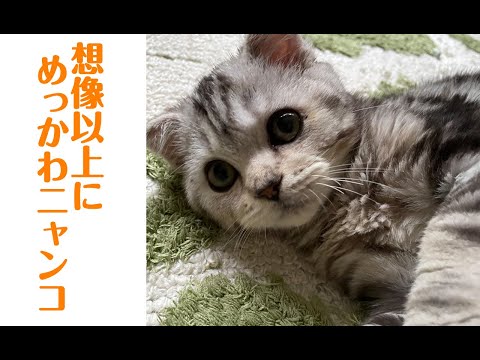 【猫動画】想像以上にめっかわニャンコ〜にゃんともパレード〜#163(YouTube)