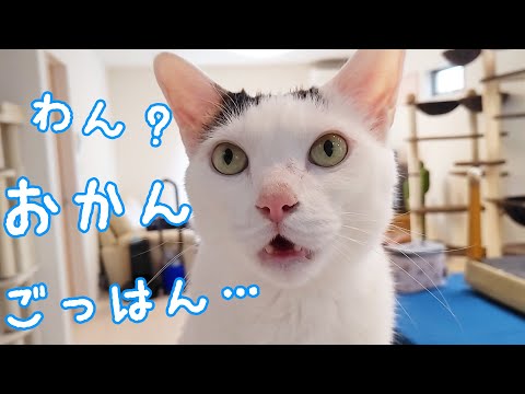 ママを騙して色んな言葉でごはん催促しまくる猫チロさん(YouTube)