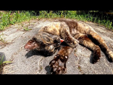草むらの中からサビ猫がモフられに出てきた(YouTube)