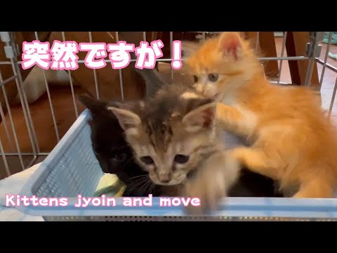 突然ニャリ‼️ Suddenly 💦(YouTube)