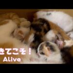 生きてこそ!　雨の中から8日目　Alive(YouTube)