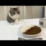カレー食べてたらうんちと勘違いしてドン引きしてくる猫がこちらですw(YouTube)